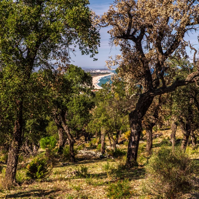Argelés sur mer vue depuis les hauteurs